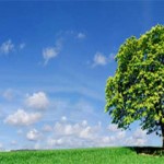 Aportación de los árboles a la calidad del ambiente