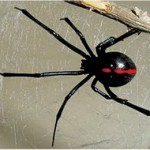Aprende a identificar cuales son las arañas mas venenosas