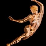 ¿Qué conoces del cuerpo humano?