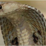 Las 5 Serpientes más venenosas en el mundo