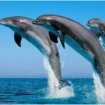 Los delfines y su afinidad con los seres humanos casi supera a la de los simios