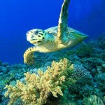 Las tortugas de mar depositarán sus huevos en las playas de Florida