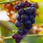 Las uvas limpian su organismo de toxinas