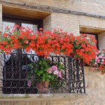 Cómo decorar tus ventanas con flores?