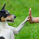 Entendiendo a los perros y su lenguaje