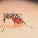 Entendamos el virus Zika