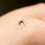 Protégete de los mosquitos: Repelentes caseros y ecológicos