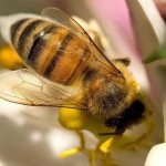 Porque nos afectaría tanto la desaparición de las abejas?